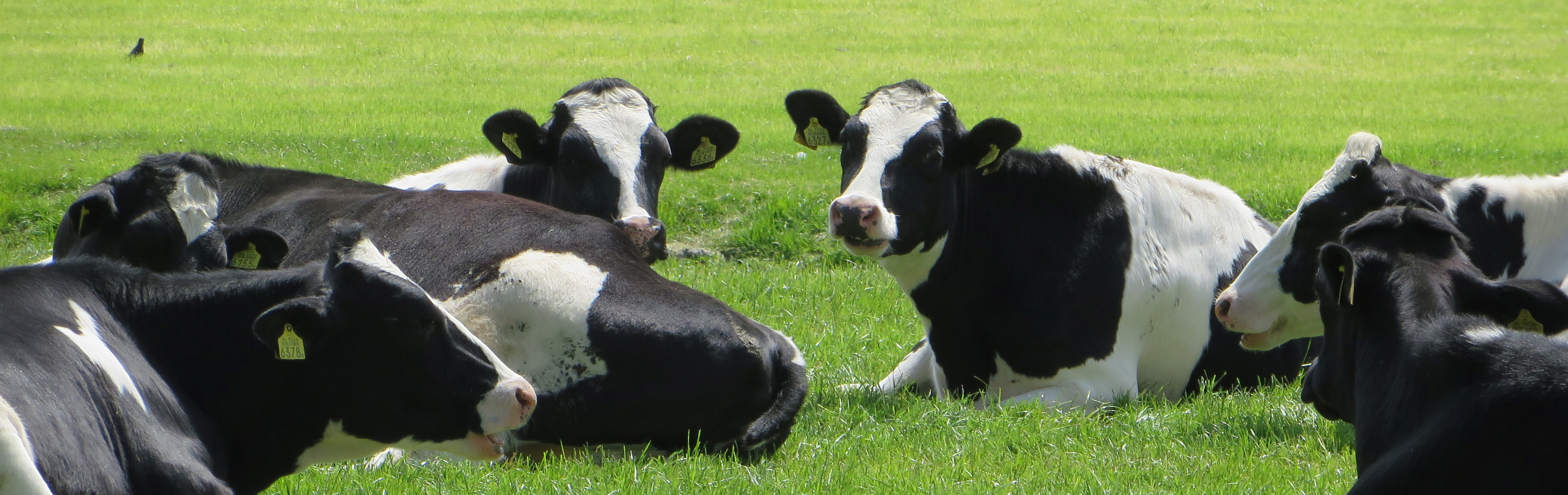 日々酪農 - Dairy Farm UMETSU -